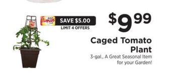 ShopRite Caged tomato plant offer