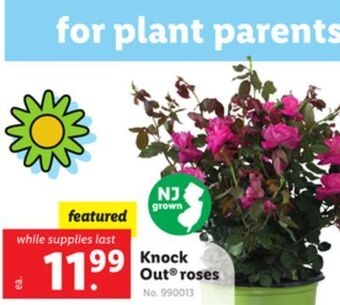 Lidl Knock out® roses offer