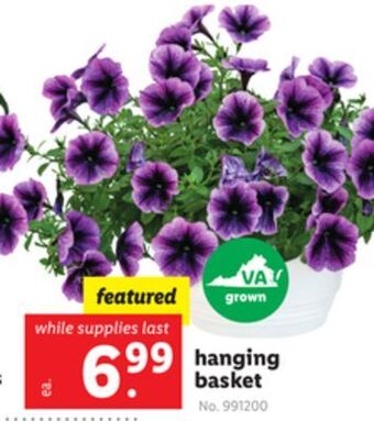 Lidl Hanging basket offer