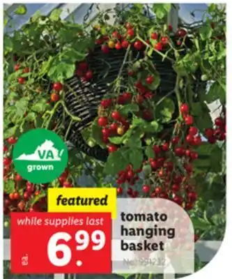 Lidl Tomato hanging basket offer