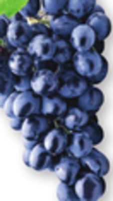The Fresh Grocer Black seedless grapes offer