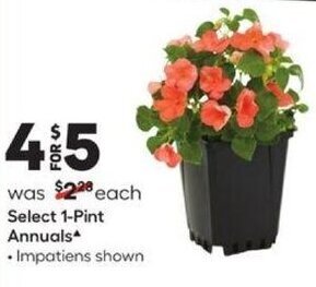 Lowe's Select 1-Pint Annuals offer