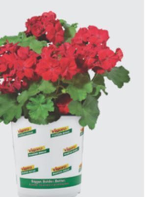 The Home Depot Vigoro #4.33 annuals offer