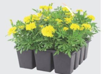 The Home Depot 12-pack annuals offer