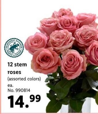 Lidl 12 stem roses offer