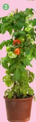 Lidl Tomato plant offer
