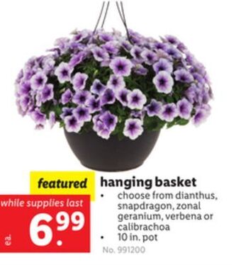 Lidl Hanging basket offer