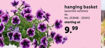 Lidl Hanging basket offer