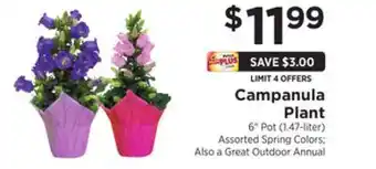 ShopRite Campanula plant offer