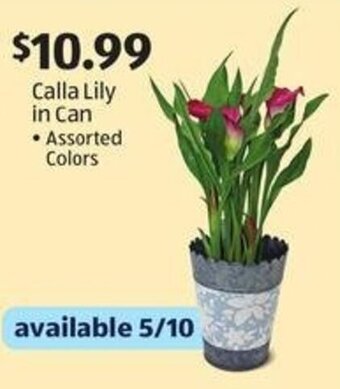Aldi Calla Lily in Can offer