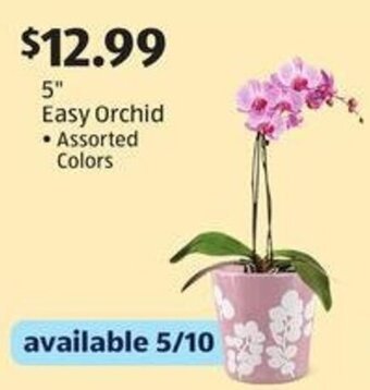 Aldi 5" Easy Orchid offer