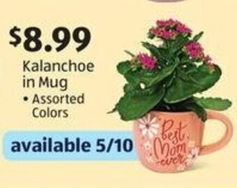 Aldi Kalanchoe in Mug offer