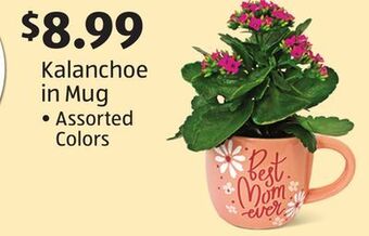 Aldi Kalanchoe in mug offer