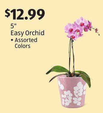Aldi 5 easy orchid offer