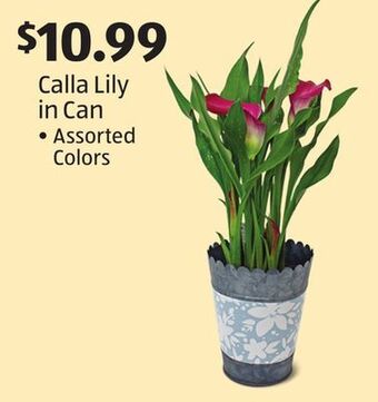 Aldi Calla lily in can offer