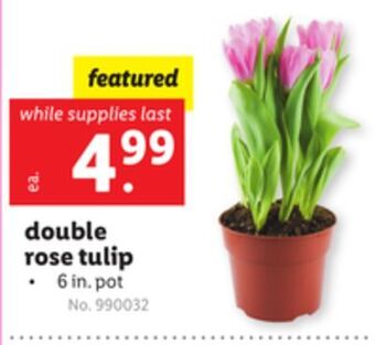 Lidl Double rose tulip offer