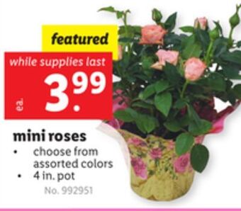 Lidl Mini roses offer