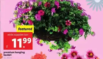Lidl Premium hanging basket offer