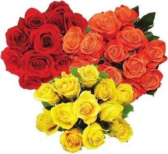 Kroger Bloom haus dozen roses offer