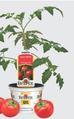 The Home Depot Burpee #3.5 vegetables & herbs offer