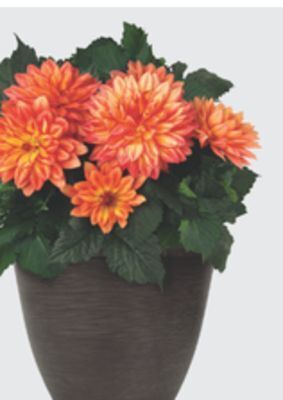The Home Depot #8 decorative annual planter offer