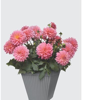 The Home Depot #10 select planter offer