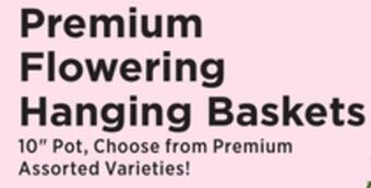 ShopRite Premium flowering hanging baskets offer
