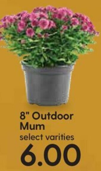 Hy-Vee 8" Outdoor Mum offer