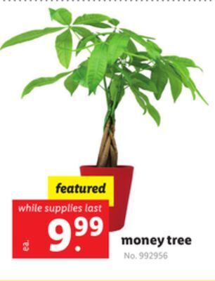 Lidl Money tree offer