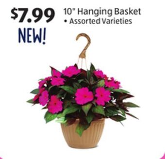 Aldi 10 hanging basket offer