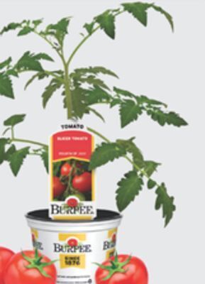 The Home Depot Burpee #3.5 vegetables & herbs offer