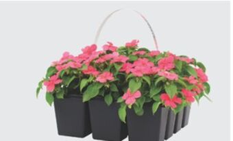 The Home Depot 12-pack annuals offer