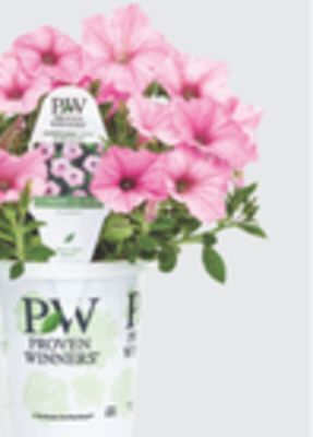 The Home Depot Grande annuals offer