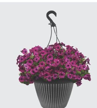 The Home Depot #11 select hanging basket offer