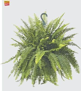 The Home Depot #10 boston fern hanging basket offer