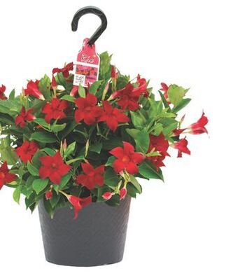 The Home Depot Rio #10 hanging basket offer