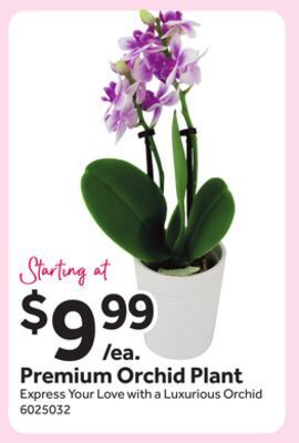 Stop&Shop Premium orchid plant offer