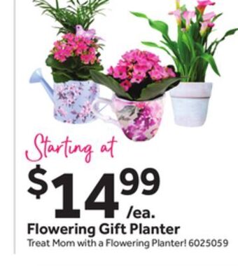 Stop&Shop Flowering gift planter offer