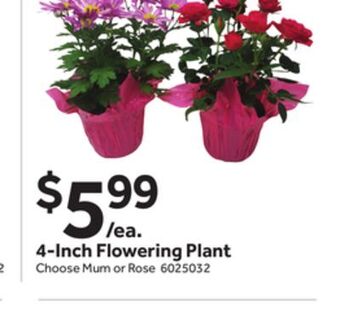 Stop&Shop 4-inch flowering plant offer