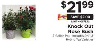 ShopRite Knock out rose bush offer