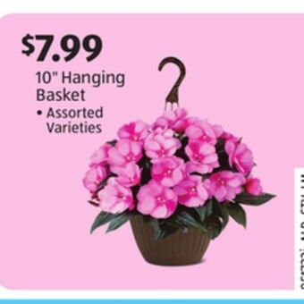 Aldi 10 hanging basket offer
