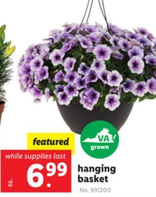 Lidl Hanging basket offer