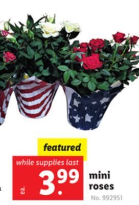 Lidl Mini roses offer