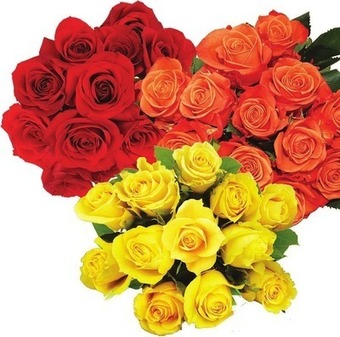 Kroger Bloom haus dozen roses offer