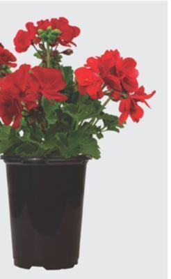 The Home Depot #4 seed geranium offer