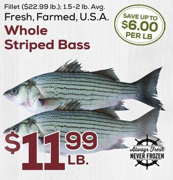 DeCicco & Sons Whole striped bass offer