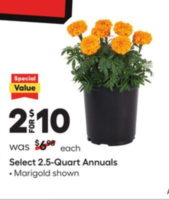 Lowe's Select 2.5-quart annuals offer