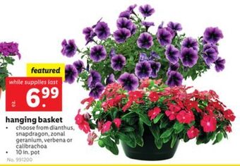 Lidl Hanging basket offer