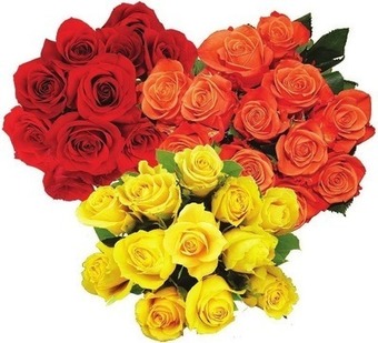 Kroger Bloom haus dozen roses offer