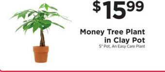 ShopRite Money tree plant in clay pot offer
